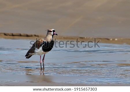 small wading bird known as the Southern Lapwing, walking in search of food in a stream that flows into the sea.