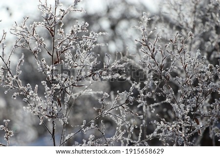Diamond frost covered foliage black and white