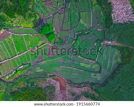 Aerial view of a watercress field in Mauritius