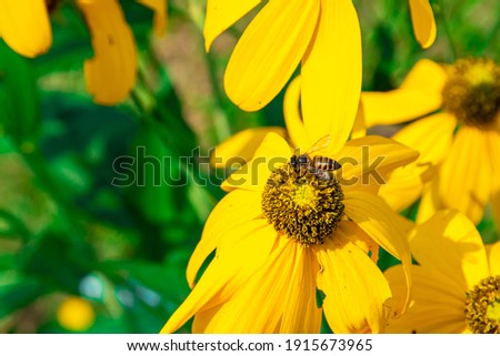 Prairie coneflower, beautiful bright yellow flower With bees and insects that pollinate There are blurred green leaves and black shadows in the background. 