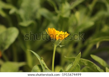 Calendula officinalis . Pot marigold