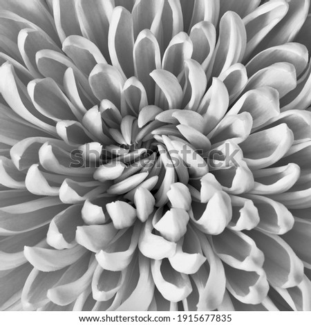 A beautiful Chrysanthemum blossom selectively focused, centered and photographed closely.