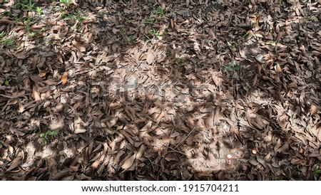 Brown Foliage Background and Wallpaper