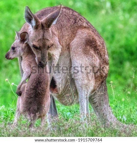 A grey kangaroo with her young Joey At Mareeba 