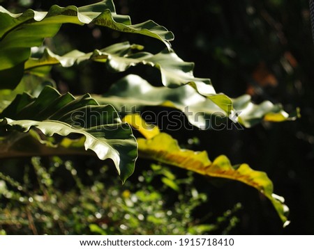 organic green concept environment backdrop picture of selective focus closeup on bird's nest fern, large green leaves tropical plants, under natural sunlight outdoor blur background