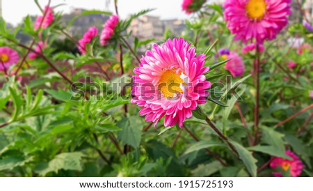 Shiny and Pink aster flower in the Garden .  Callistephus chinensis. 