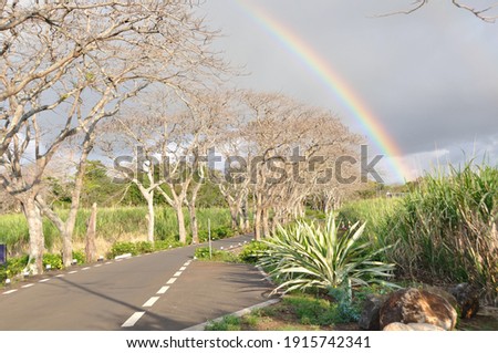 Awesome picture with trees and rainbow