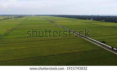 Paddy Fields Aerial View at Sekinchan
