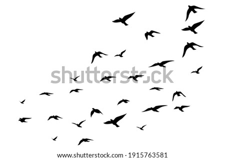 Flying birds silhouettes on white background. Vector illustration. isolated bird flying. tattoo design. Royalty-Free Stock Photo #1915763581