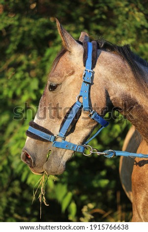 Beautiful young saddle horse eating fresh green grass on summer pasture Freshly picked green grass in the horse mouth