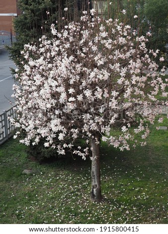 magnolia (Magnolia virginiana) aka Magnolia Sweetbay tree