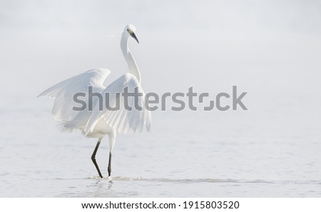 Eastern Great Egret standing in the water- High Key. Scientific name Ardea Alba  Modesta Royalty-Free Stock Photo #1915803520