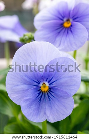 Violet tufted pansy in full blooming in Japan