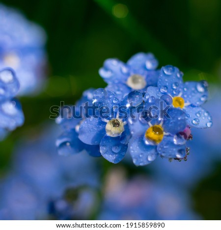 Beautiful blue forest flowers of forget-me-not with yellow core. Shining waterdrops on petals