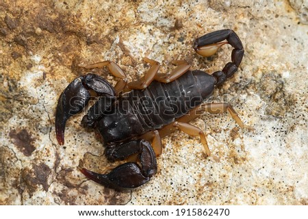 Euscorpius flavicaudis, European yellow-tailed scorpion, dark scorpion with yellow legs on the rock, selective focus