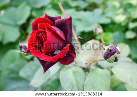 rose, red rose, green background, love, red rose on a green background