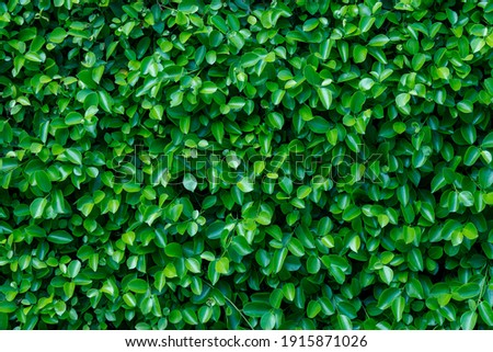 beautiful fresh green leaf background.