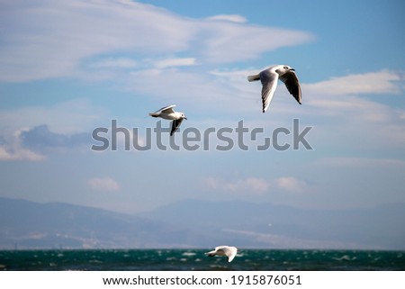 Seagulls flying above the sea in windy weather. 