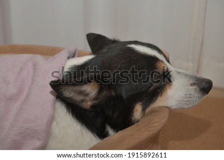 Pet dog lying in the dog bed 