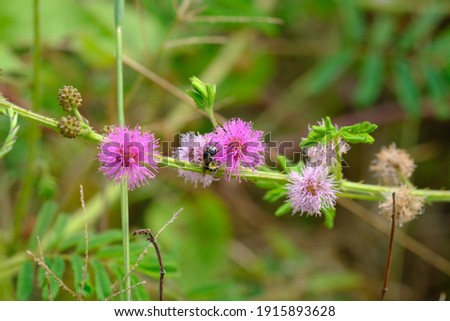 Beautiful fluffy, ball-shape pink Giant sensitive plant (Mimosa diplotricha) flowers being visited by bee in early morning low-light environment on blurred meadow background. Selective focus.