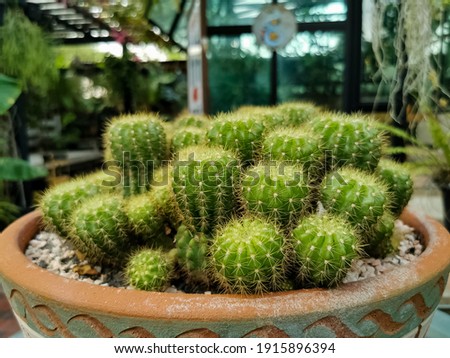 Beauty​ful​ Cactus​ in​ the​ pot.