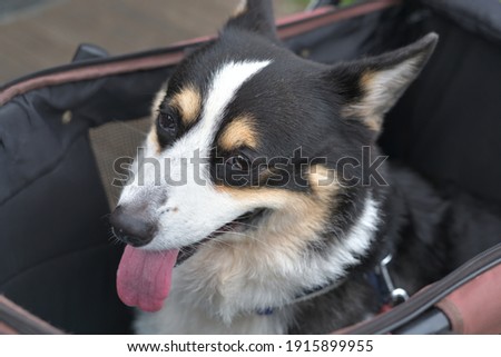 Black corgi dog on a dog buggy 