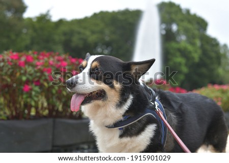 Black corgi dog walking in the park 