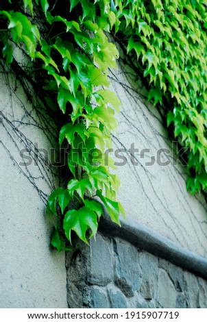 Ivy on the wall of the old house photo.