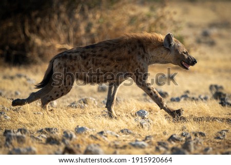 Spotted hyena runs across savannah in sun