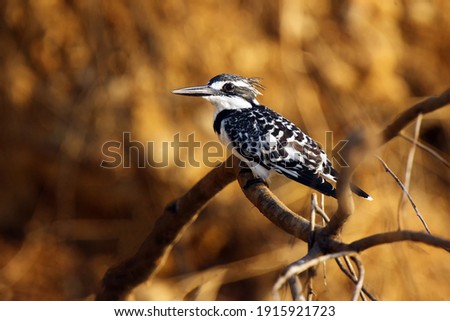 The pied kingfisher (Ceryle rudis) sitting on a branch with a golden yellow background due to the setting sun. Black and white kingfisher on a yellow background.