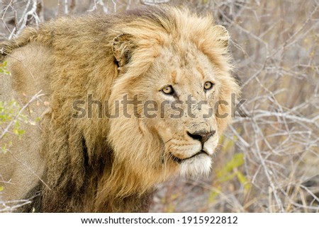 Lions of Kruger National Park and Kgalagadi National Park. Predators animals in the African Bush.