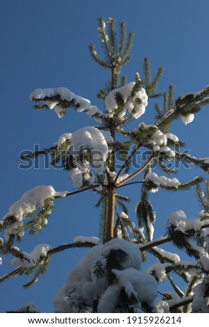 picture of a spruce covered with snow
