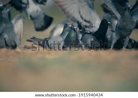India, 10 February, 2021 : Pigeon, dove on the farm.