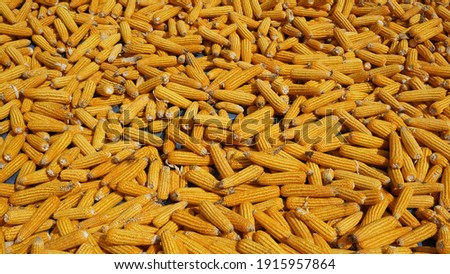 Yellow sun dried corn under direct sunlight, Post harvest orange corn exposed under the sun, naturally and cheap drying process. Suitable for backdrop, nature background, wallpaper or text copy space
