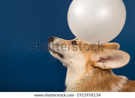 Portrait of Welsh Corgi on a blue background with a white ball.