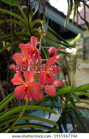 Orange orchid flower on natural background It is a genus of orchids called Vanda, which is very expensive in flower gardens because of its beautiful, fragrant, durable and rich colors.

