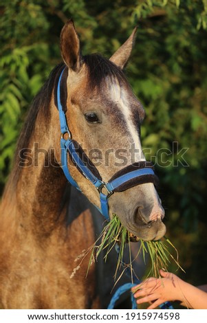 Beautiful young saddle horse eating fresh green grass on summer pasture Freshly picked green grass in the horse mouth