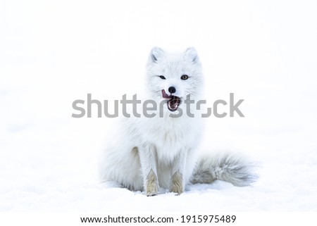 A white arctic fox yawning Royalty-Free Stock Photo #1915975489