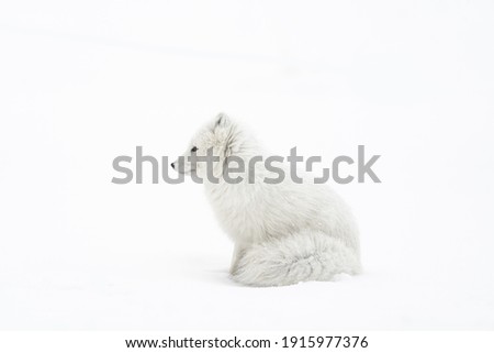 A white polar fox portrait Royalty-Free Stock Photo #1915977376
