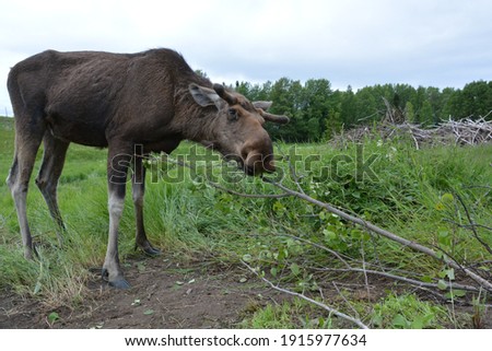 Close up of a Moose eating a wooden branch in Sweden in the grass