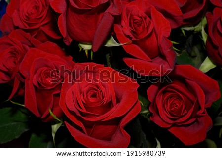 the very pretty red rose flower close up