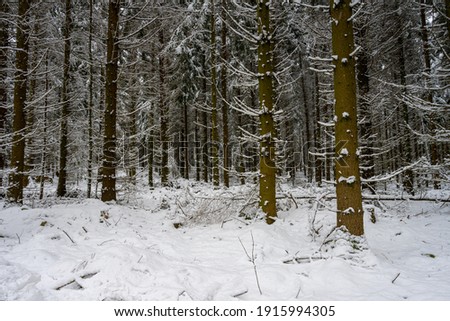 A pine forest covered in snow. Picture from Scania, southern Sweden