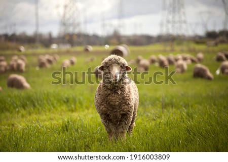 Cool picture of a curious sheep looking at the camera going out from its flock over the green grass field