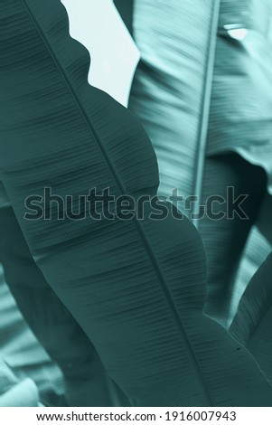 tropical banana leaf texture, large palm foliage natural dark green background coloured tidewater green color. Mockup with copy space, banner