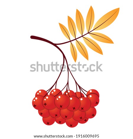 Rowan tree branch with leaves and berries. Vector illustration isolated on white background. Mountain ash summer design. Gradient fill. Bunch of mountain ash Royalty-Free Stock Photo #1916009695