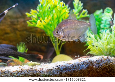 Flat silver fish in a lighted aquarium. Home aquarium with fish. Aquarium with colorful plastic decorations. Royalty-Free Stock Photo #1916009821