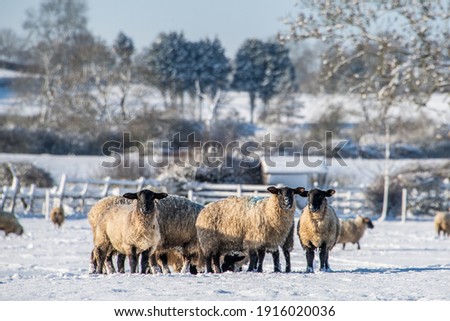 Sheep in the Snow during Winter Royalty-Free Stock Photo #1916020036