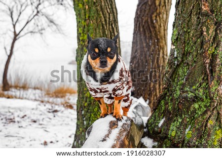 dog in winter clothes. Chihuahua dog in winter overalls for dogs. winter. Dog in nature