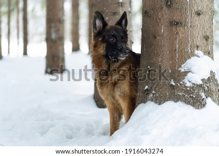 The dog looks out from behind the tree. German Shepherd in pine forest