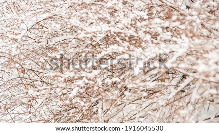close up photo of bright white snow on trees and leaves. Brown and green bushes covered in snow in London, Canada
